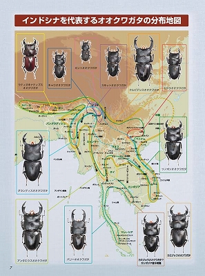 ビークワ３６号（BE・KUWA） インドシナのオオクワガタ大特集