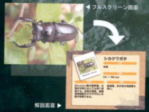 ｄｖｄ クワガタdvd図鑑 295