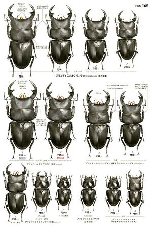 世界のクワガタムシ大図鑑 ☆送料無料[522]
