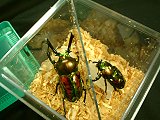 スタックエス